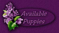 Available Puppies